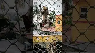 Bananas for monkeys - Holy dhama
