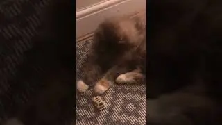 My cat has a new toy/Can’t stop playing with toys #Shorts