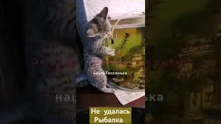 Смешные кошечки