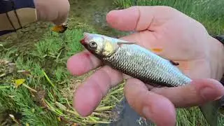 Gdje su bibani? Samo sića udara.