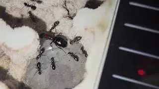 Camponotus novaeboracensis in a Tar Heel Ants Fallen Fortress.