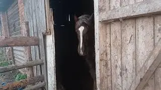 the mare ran away to the stallion