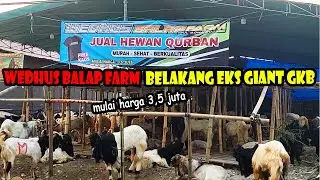 Wedhus Balap Farm Penjual Hewan Qurban Belakang Eks Giant Gresik
