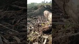 खोडवा उसाचे बगा मारणे यंत्र बनवला घरीच! rushikesh yewale