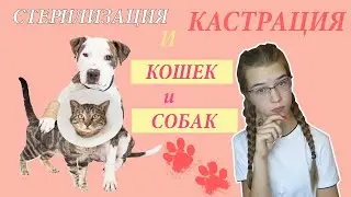 СТЕРИЛИЗАЦИЯ И КАСТРАЦИЯ//ЗА И ПРОТИВ//Почему НУЖНО стерилизовать или кастрировать кошку и собаку?