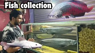 Fish collection tour | how to select monster fish தமிழ்  | btaqua coimbatore