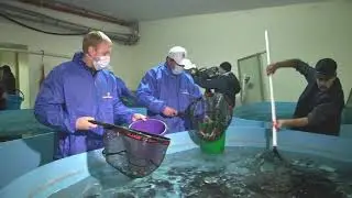 Выпуск мальков в Саратовское водохранилище - репортаж