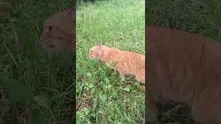 Чуб приехал на дачу!