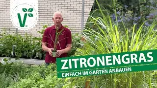 Zitronengras selbst anbauen!