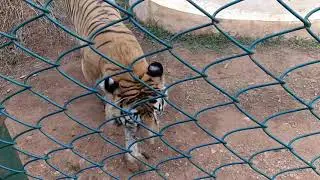 Do not play with tiger emotions...if you play.....watch the story till the end......