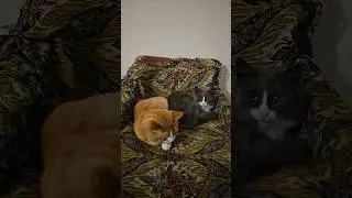 🐈 Рыжик 🐈 Серая