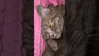 Ни кот, а вечный сплюх! 🤩🥱 Cute pet!