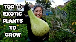 Episode 11...How exotic can you go?