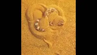 Snake getting ready for pray