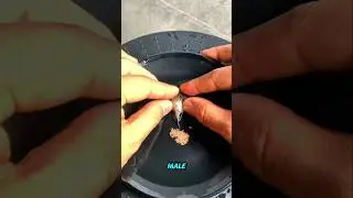 Breeding Technique for Spherical-Finned Bettas.