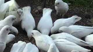 Wild Corellas at Dr Rom's Bird Sanctuary in Moorooka (August 2023)
