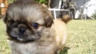 Música Cachorrinho Pequinês