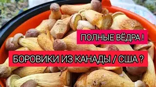 КАНАДСКИЙ БОРОВИК | ПОХОД В ЛЕС | ГРИБНЫЕ МЕСТА