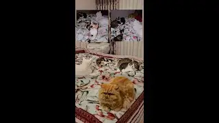 You must have a flexible body to sleep in the same bed with 4 cats.