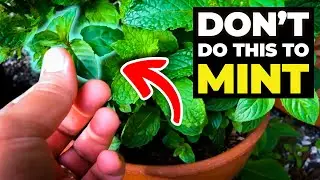 How to TRANSPLANT MINT in Soil – Repotting Mojito, Spearmint & Chocolate Mint