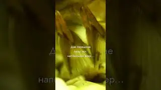 Банановая креветка-фильтратор (bamboo shrimp) #shorts