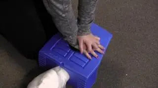 Bears Show How to Perform CPR