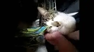 catto