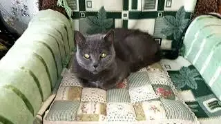 Масяня.