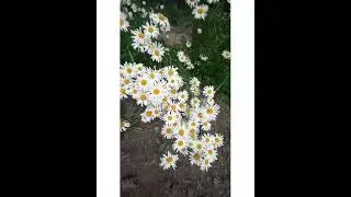 Поспевает шелковица/ромашковый шлейф/дачные прелести
