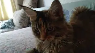 Хомячок и кошка Лика