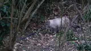 Comment le chat marque son territoire