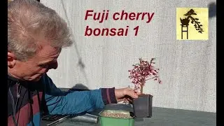 Fuji cherry bonsai 1