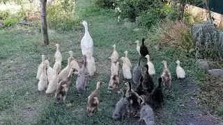 Бегуниха обижает утят. Кто есть для продажи из малышей, кто будет свободен для продажи осенью.