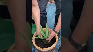 Siembra una planta de sábila en la casa para atraer buenas energías y alejar las malas