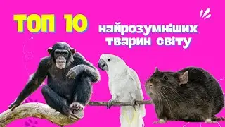 ТОП 10 Найрозумніших тварин Світу