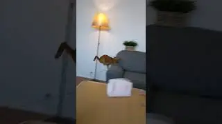 ❤️Кот Артём❤️