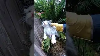Kittens Rescued During Storm 
