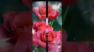 Добрый вечер! Эти розы только для тебя! 