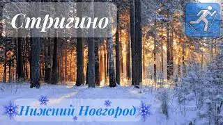 поселок Стригино/Нижний Новгород 2022/лыжная база/Стригинский бор природный памятник/зимний лес