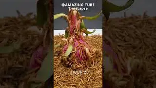 10.000 Worms VS Dragon Fruit