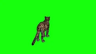 Green Screen Jaguar - Free