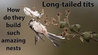 Long-Tailed Tits: Masters of Nest Building. How do they do it?