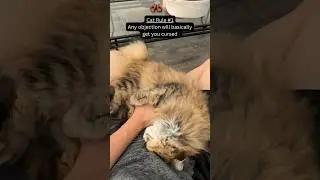 You’ll Agree If You Love Cats. I Promise!