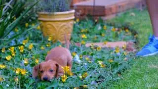 #dog