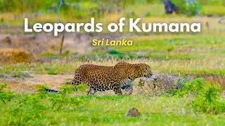Leopards of Kumana | Sri Lanka