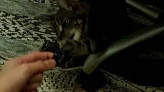 Catzor
