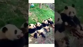 #panda #wildlife #forest #wildanimals #indianwildlife #forest #ytshorts #youtubeshorts #viral