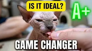 Unmasking the Raw Meat Debate: Is it Ideal for Sphynx Kittens?