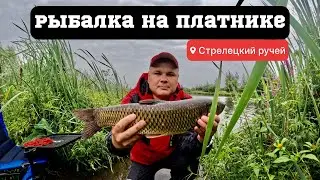 РЫБАЛКА НА ПЛАТНИКЕ! СТРЕЛЕЦКИЙ РУЧЕЙ!