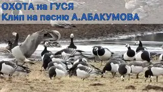 ОХОТА на ГУСЯ под песню Артёма Абакумова